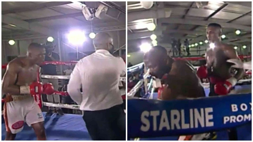 BeFunky-collage Boxer